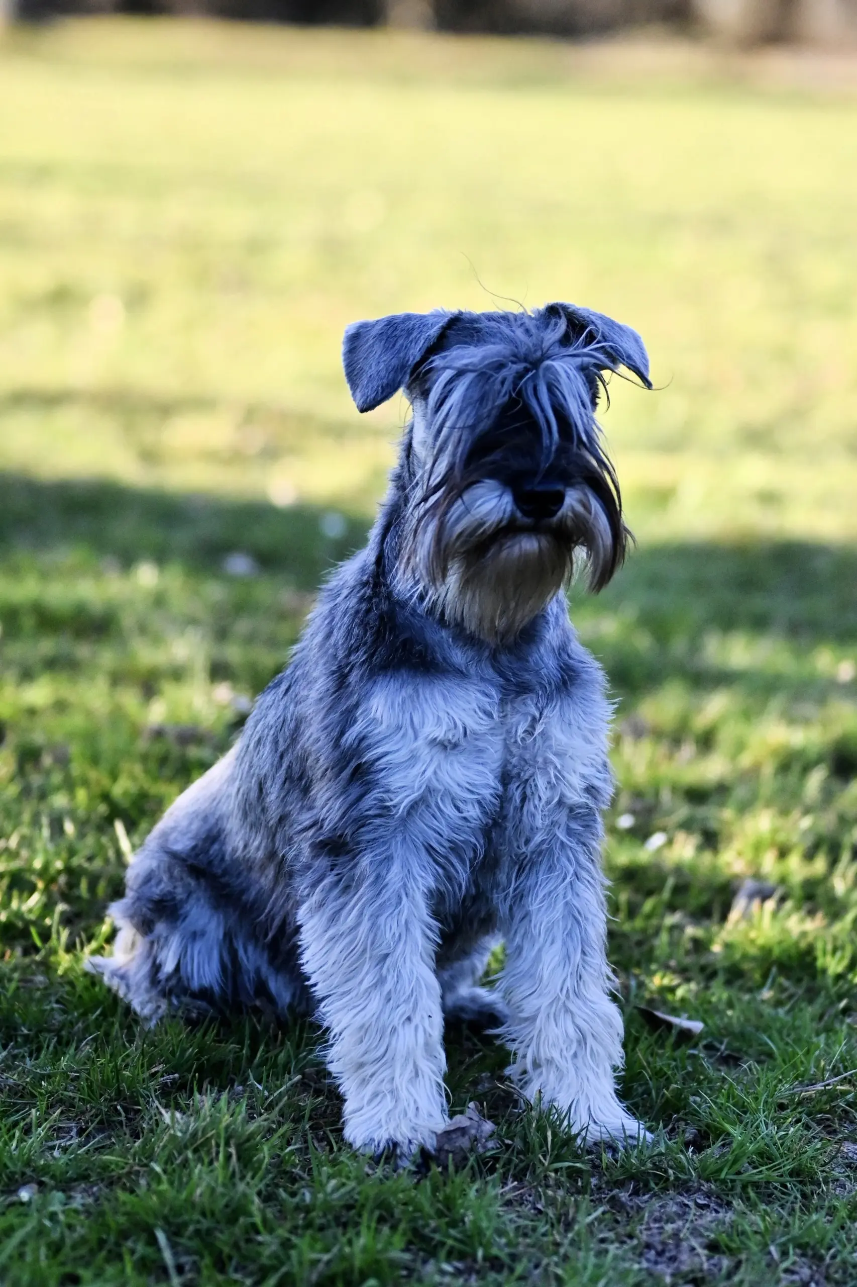 Alice von der Eichsfelder-Rasselbande | Zwergschnauzer Hündin