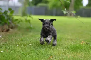 Zwergschnauzer Welpe - A-Wurf der Eichsfelder Rasselbande