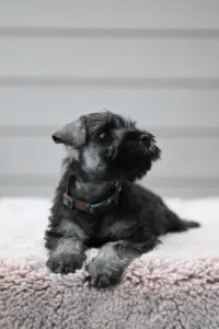Zwergschnauzer Welpe - A-Wurf der Eichsfelder Rasselbande