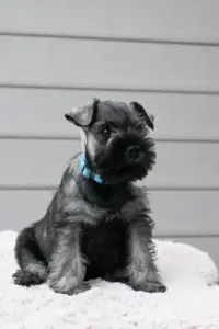 Zwergschnauzer Welpe - A-Wurf der Eichsfelder Rasselbande