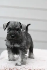 Zwergschnauzer Welpe - A-Wurf der Eichsfelder Rasselbande