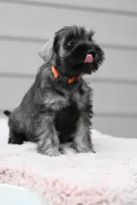 Zwergschnauzer Welpe - A-Wurf der Eichsfelder Rasselbande