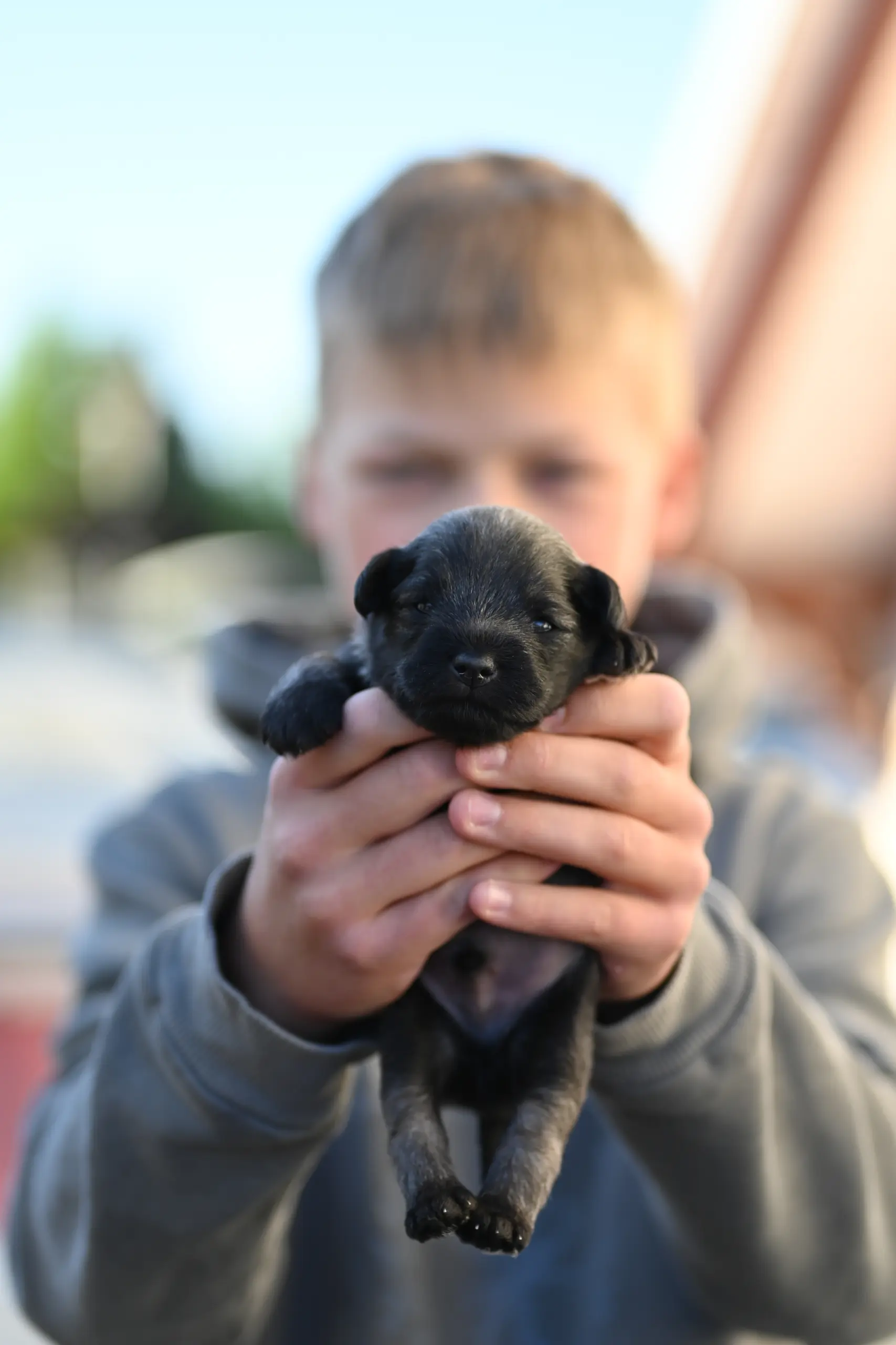 Zwergschnauzer Welpe - B-Wurf der Eichsfelder Rasselbande
