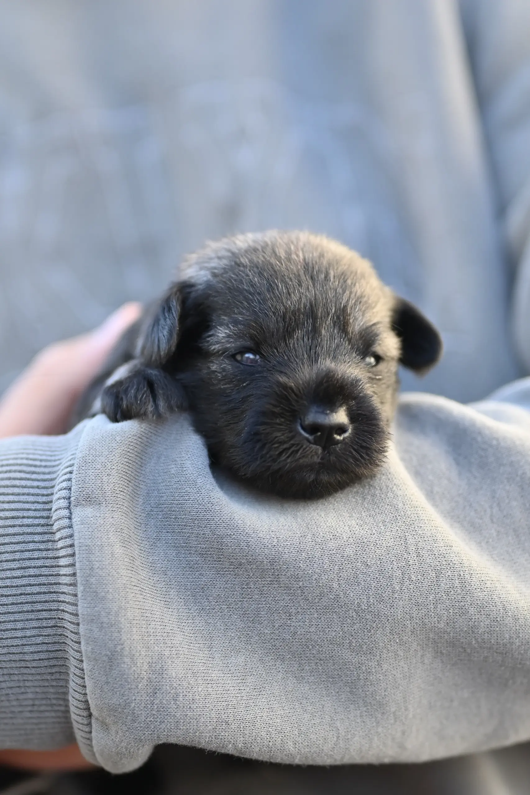 B-Wurf Zwergschnauzer Welpe der Eichsfelder Rasselbande