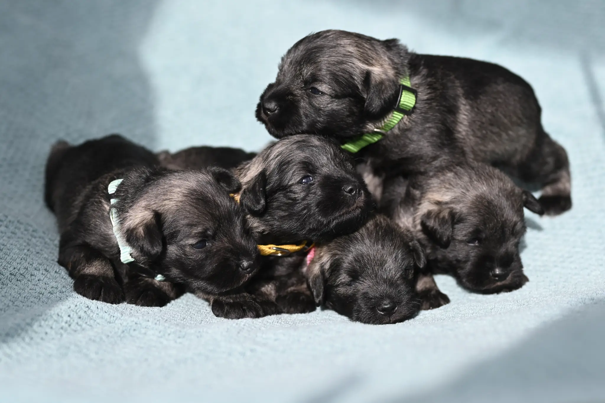 B-Wurf Zwergschnauzer Welpen - Eichsfelder Rasselbande