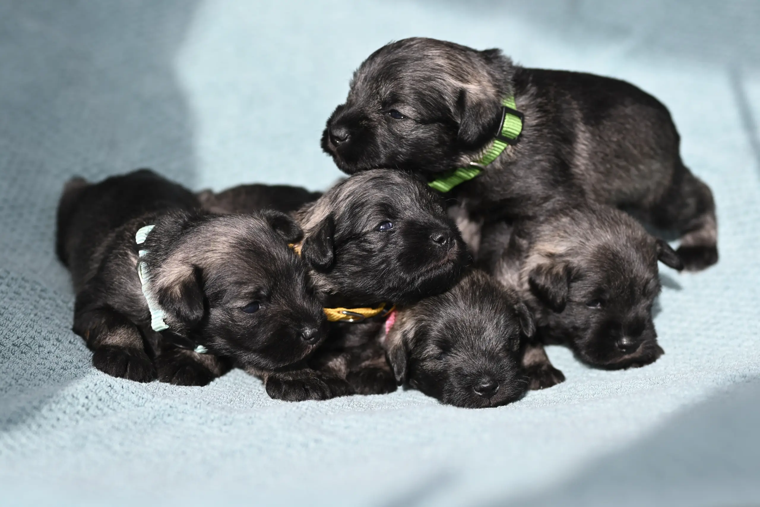 B-Wurf Zwergschnauzer Welpen - Eichsfelder Rasselbande