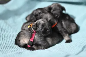 B-Wurf Zwergschnauzer Welpen - Eichsfelder Rasselbande