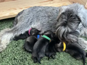 B-Wurf Zwergschnauzer Welpen - Eichsfelder Rasselbande