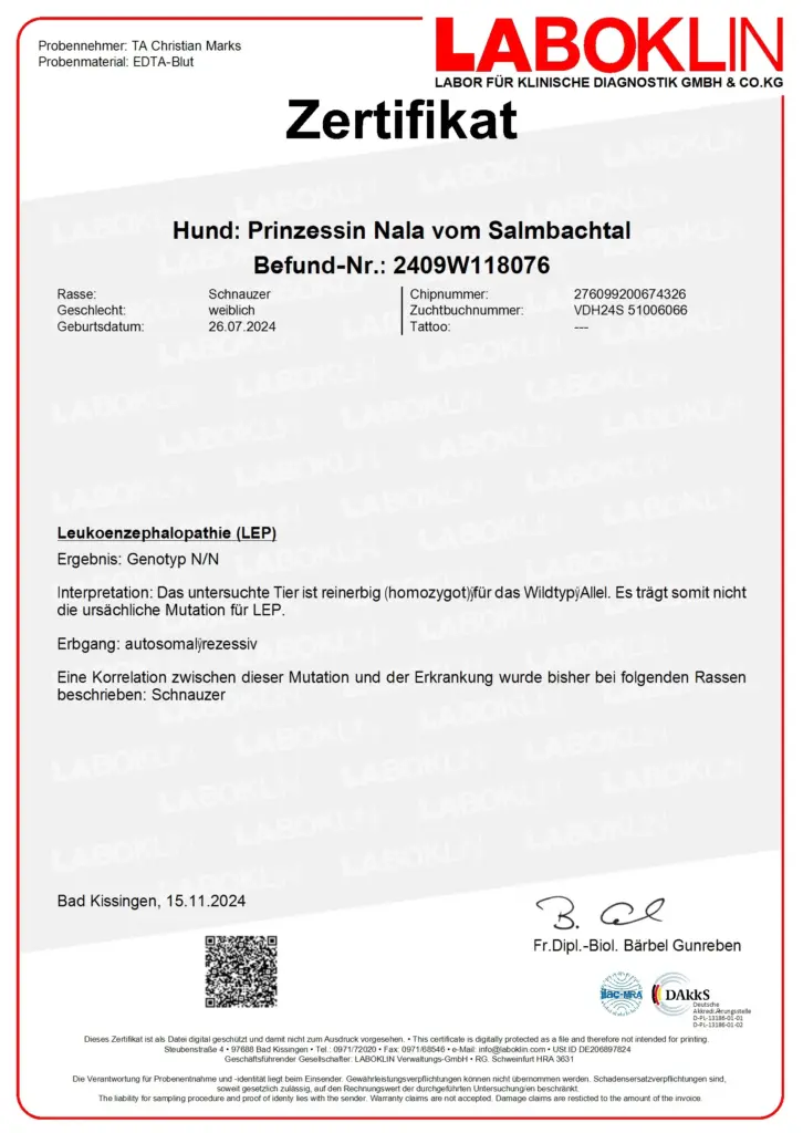 LeukoenzePhalopathie-LEP - Zwergschnauzer Nala vom Salmbachtal