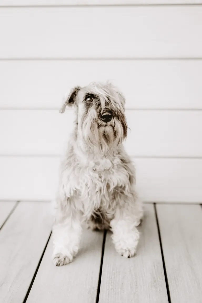 Janis Joplin vom Sirius | Zwergschnauzer Hündin