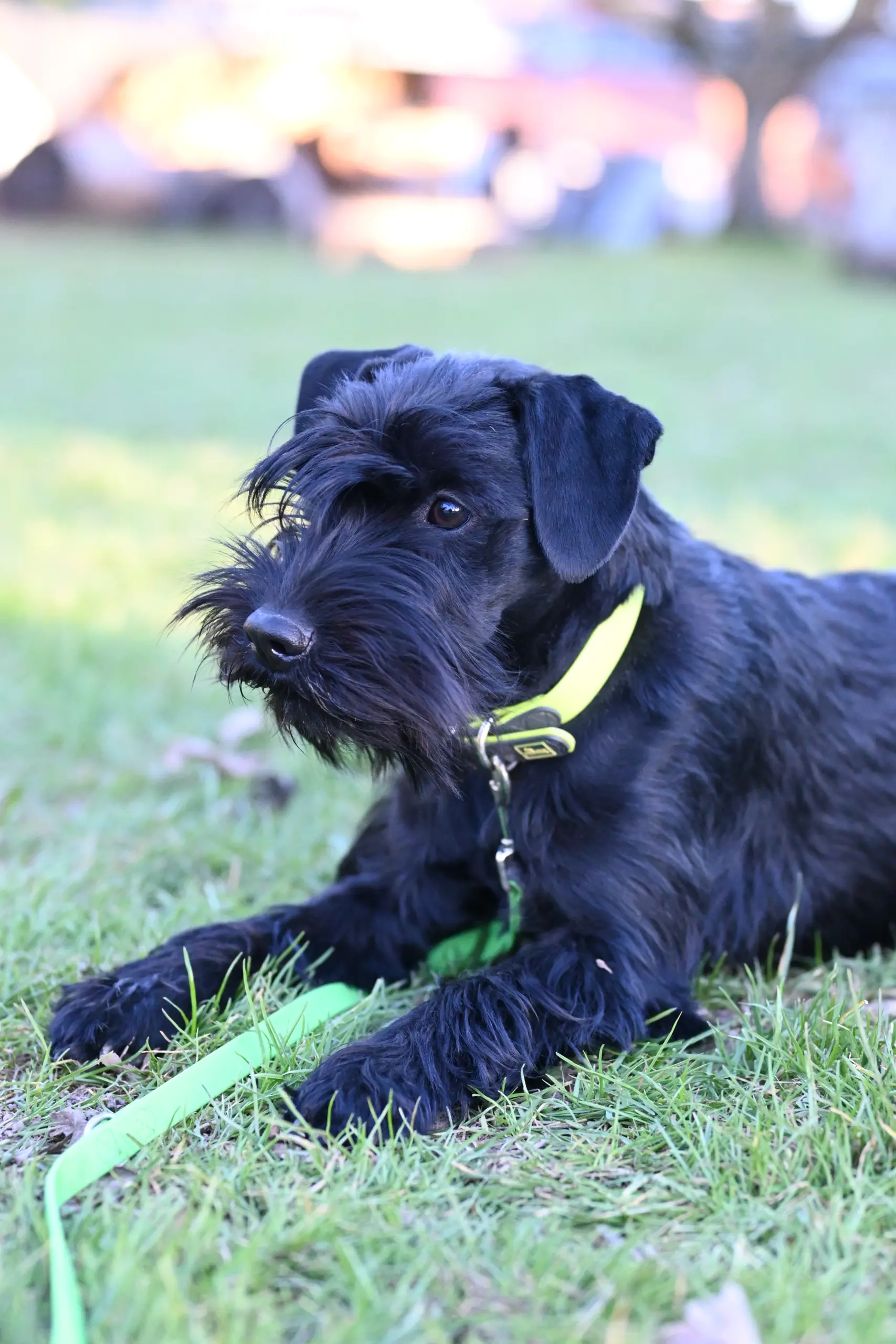 Prinzessin Nala vom Salmbachtal | Zwergschnauzer Hündin