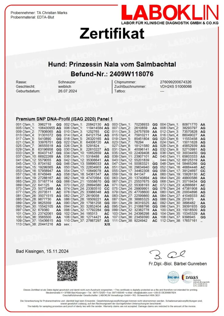 Premium-SNP-DNA-Profil-ISAG-2020 - Zwergschnauzer Nala vom Salmbachtal